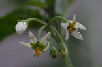 Black nightshade